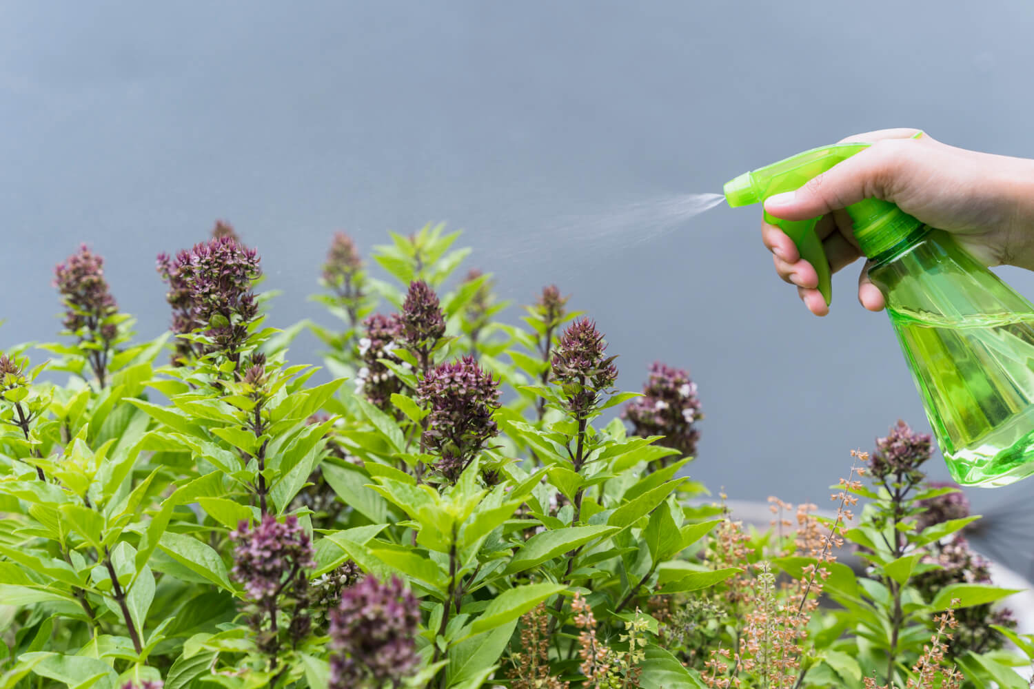 11 Holistic Health Benefits of Medicinal Herb Garden