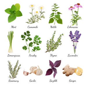 The Healing Power of Medicinal Herbs